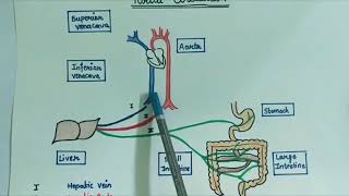 Portal Circulation  Part 1  Basics [upl. by Llerrac693]