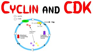 Cyclin and CDK [upl. by Alleahcim]