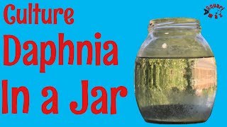 How to Culture Daphnia in a Jar [upl. by Schick659]