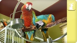 My Pet Parrot  Lifestyle Costs and Family [upl. by Krischer]