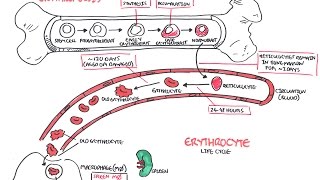 Haematology  Red Blood Cell Life Cycle [upl. by Ailat]