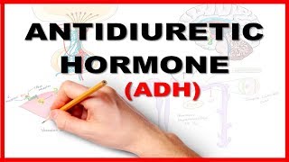 ADH Antidiuretic Hormone  Renal Physiology [upl. by Ayatnohs483]