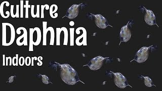 How to Culture Daphnia [upl. by Rehpotsirahc553]