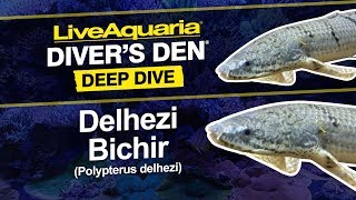 LiveAquaria® Diver’s Den® Deep Dive Delhezi Bichir Polypterus delhezi [upl. by Aynna23]