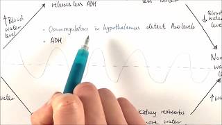 A2 Biology  Osmoregulation OCR A Chapter 156 [upl. by Eerrehc]