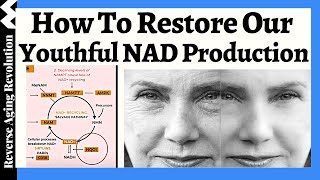 A MORE Effective Approach To Restore Our NAD Levels [upl. by Yhtimit]