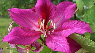 Bauhinia flower HD1080p [upl. by Yhtommit333]