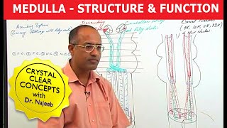 Lateral Medullary Wallenberg Syndrome [upl. by Onitselec402]