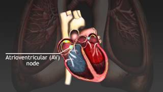 How the cardiac cycle is produced by electrical impulses in the heart [upl. by Yann]