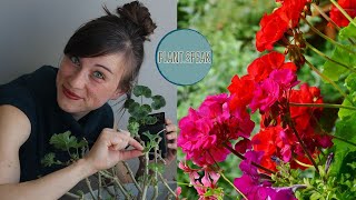 GERANIUMS  pelargoniumhow to growseedsgerminationoverwintering process [upl. by Adyela106]