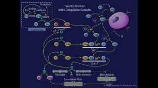 The Coagulation Cascade [upl. by Karole]