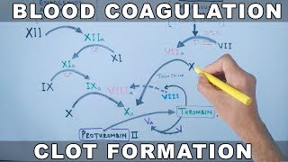 Coagulation Cascade  Intrinsic and Extrinsic Pathway [upl. by Biegel]