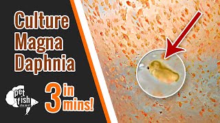 How to culture DAPHNIA MAGNA  The easy way [upl. by Haym]