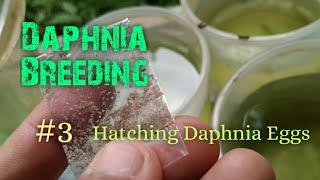 Daphnia Culture made simple and easy 3  Hatching Daphnia eggs [upl. by Acile]