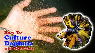 How to Culture Daphnia with ZERO Cost  Unlimited Live Food For Our Fish [upl. by Blen]