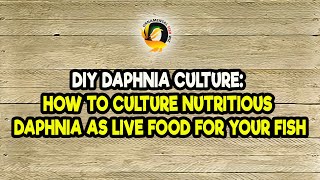 DIY Daphnia Culture How to Culture Nutritious Daphnia as Live Food for Your Fish [upl. by Ogaitnas]