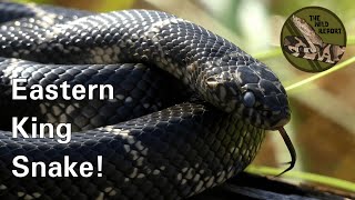 The Eastern King Snake Everything You Need To Know 4K [upl. by Rillis818]