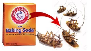 DIY Natural Cockroach Killer using Baking Soda [upl. by Ahab]