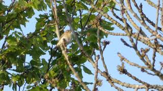 A Willow Warbler Calling [upl. by Nichy62]