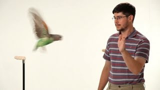 How to Teach Your Parrot to Fly  Parrot Training [upl. by Hilar]