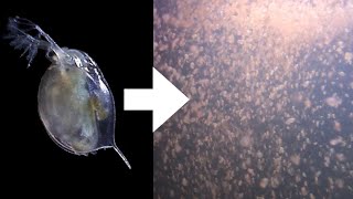 How I Culture Daphnia [upl. by Zwick]