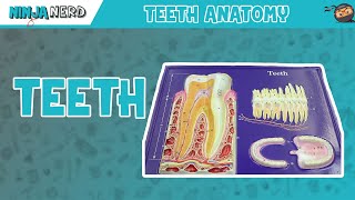 Gastrointestinal  Teeth Anatomy [upl. by Ain]