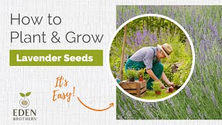 Lavender  How to Grow from Seed [upl. by Ferdie]