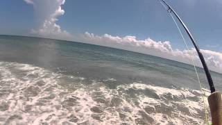 Fly Fishing Beach Jack Crevalle [upl. by Ecnadnak]