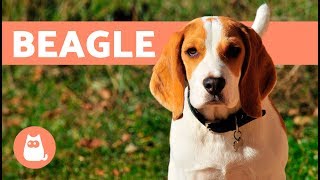 Beagle Dogs – History characteristics and training [upl. by Klehm325]