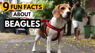 9 Facts About Beagles you didnt know [upl. by Hollander949]