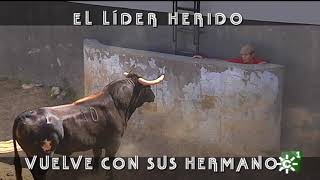 Toro líder herido de Torrehandilla trasladado a corrales 12  Toros desde Andalucía [upl. by Gearalt]