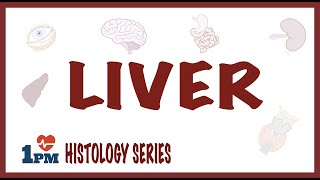 Liver Histology [upl. by Ynes]