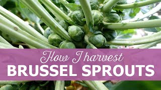 How I harvest brussels sprouts [upl. by Dusty]