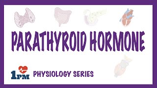 Parathyroid Hormone PTH  Endocrinology [upl. by Carrol408]