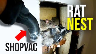 THE BEST WAY TO GET RID OF RATS QUICKLY Shopvac [upl. by Yerok]