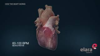 EMT School Heart Blood Flow  NREMT Review 🚑 [upl. by Ativak578]