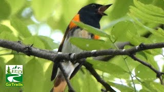 American redstart bird call  song  sound  Warbler [upl. by Nore942]