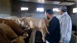 Elevage bovin charolais à Essaouira mp4 [upl. by Jill807]