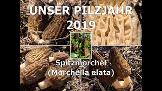 Unser Pilzjahr 2019  Spitzmorchel Morchella elata  morel mushrooms [upl. by Yerag]