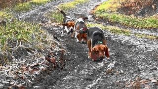 Skyviews Beagles Rabbit Hunting [upl. by Ainesey187]