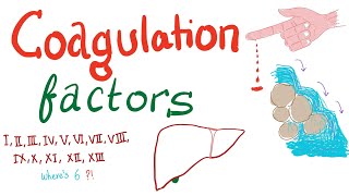 Coagulation Factors  Hemostasis  Hematology [upl. by Haynor183]