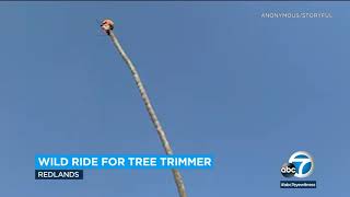 Redlands tree trimmer goes viral after wild palm tree ride  ABC7 [upl. by Purcell]