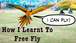 Parrot Free Flight Journey  Mikey The Macaw [upl. by Docila]