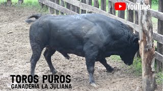 Llegada de los toros puros a la Ganadería La Juliana de los Hnos Cumplido Mendoza [upl. by Ettevram]