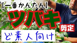 椿剪定方法【６月がタイムリミット】1番かんたん椿剪定の仕方、椿剪定時期、チャドクガ予防にもなる！！ [upl. by Yldarb]