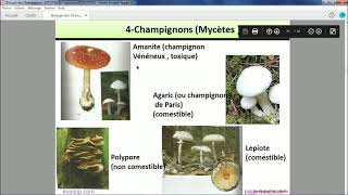 Les thallophytes  Les champignons [upl. by Fiann]