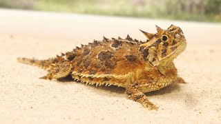 The Texas Horned Lizard [upl. by Wadell]