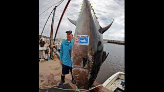 Worlds Biggest Tuna Ever Caught [upl. by Aronoel571]