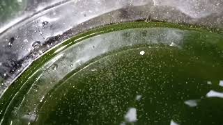 DAPHNIA MOINA CULTURE IN A SMALL BUCKET [upl. by Duquette]