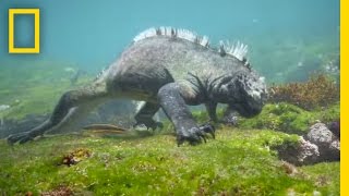 Swim Alongside a Galápagos Marine Iguana  National Geographic [upl. by Orman]